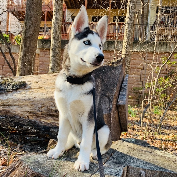 Meet your Posher, Izzy - Picture 4 of 6